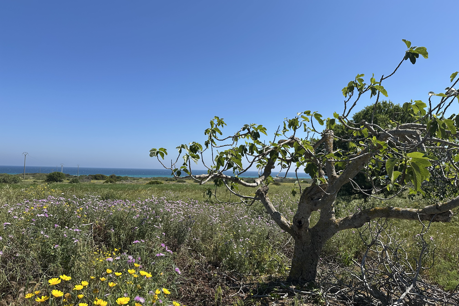 Wiese mit bunten Blumen und Feigenbaum in Naturpark in der Nähe von Brindisi | © Linz Airport