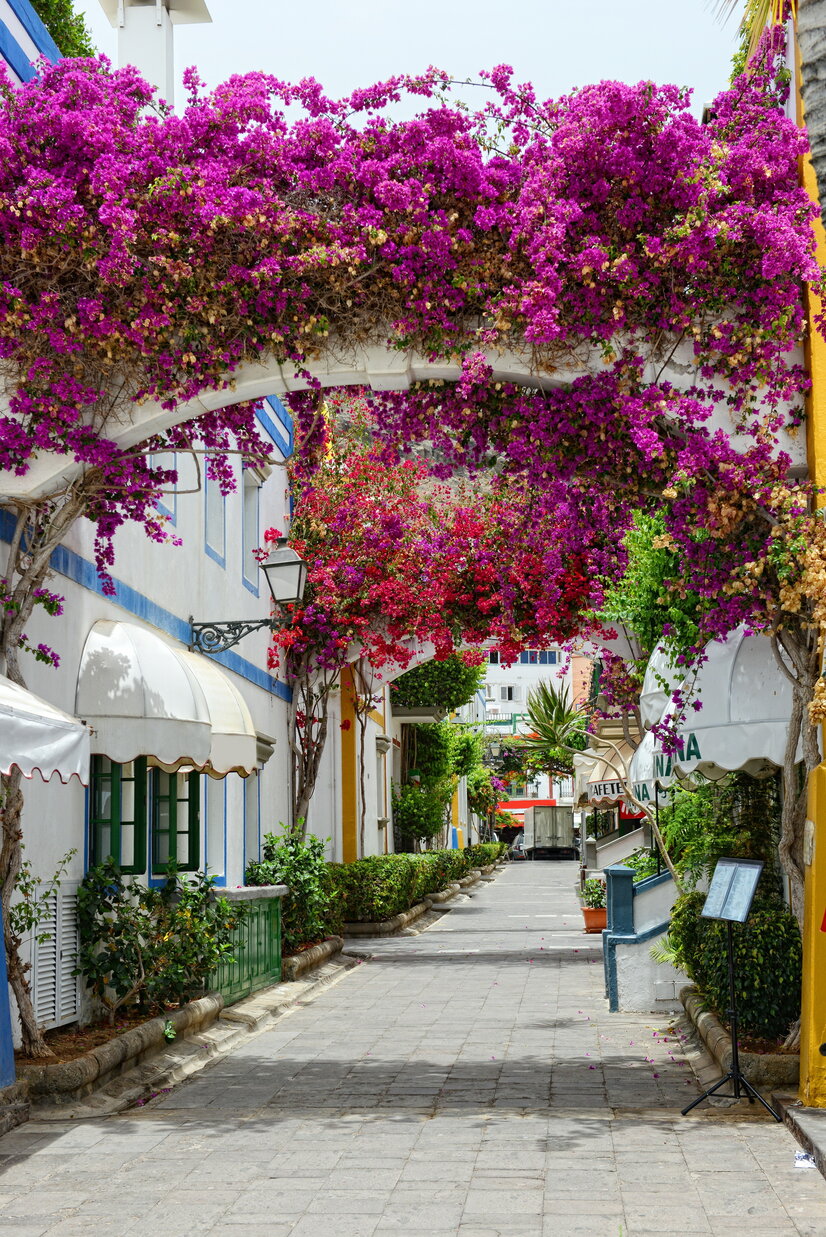 Blumenüberwachsene Gasse in Puerto de Mogan | © Envato Elements Blumenüberwachsene Gasse in Puerto de Mogan | © Envato Elements