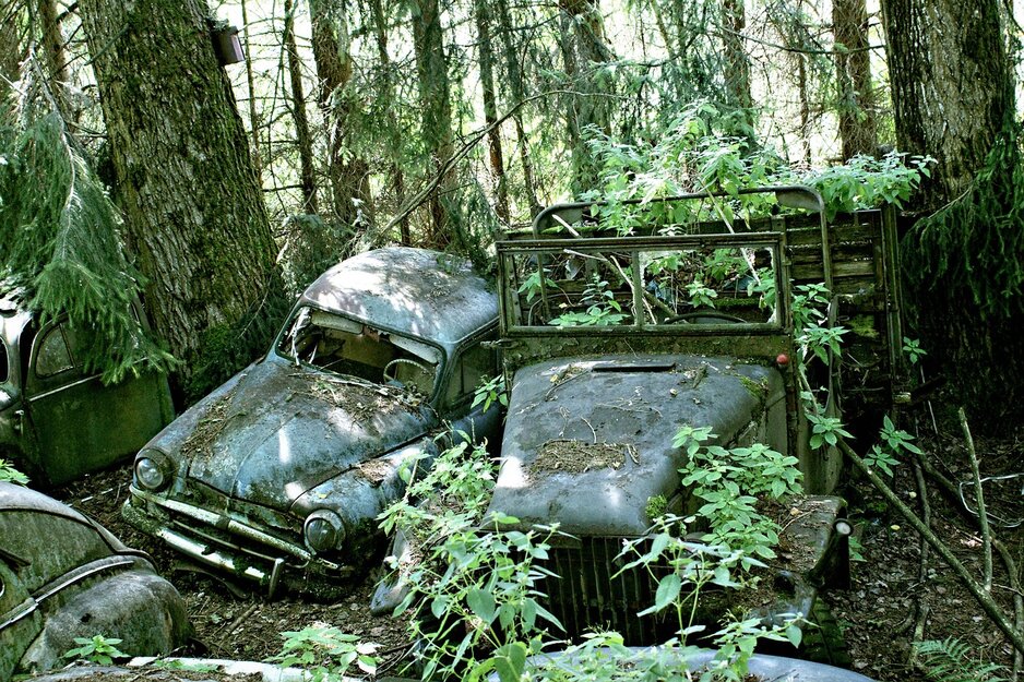 Autofriedhof im Wald | © Pexels