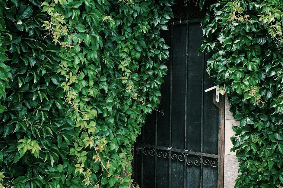 Von Efeu fast bedecktes, vergittertes Fenster | © Pexels